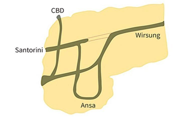 Pancreatic duct anatomy showing the common bile duct, duct of Santorini, duct of Wirsung and ansa pancreatica